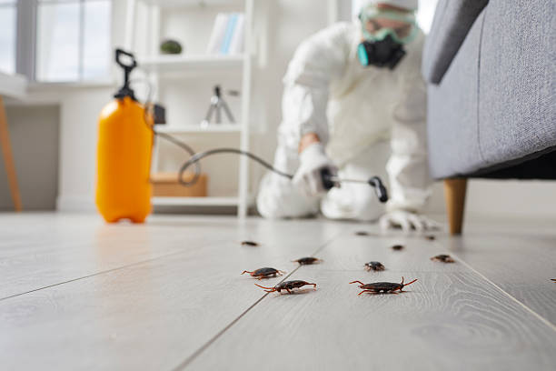 Post-Treatment Bed Bug Interceptor Monitoring in Hagerman